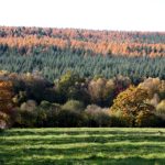 Forêt d'Ecouves 61 - CE Labadille