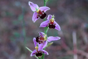 Ophrys abeille